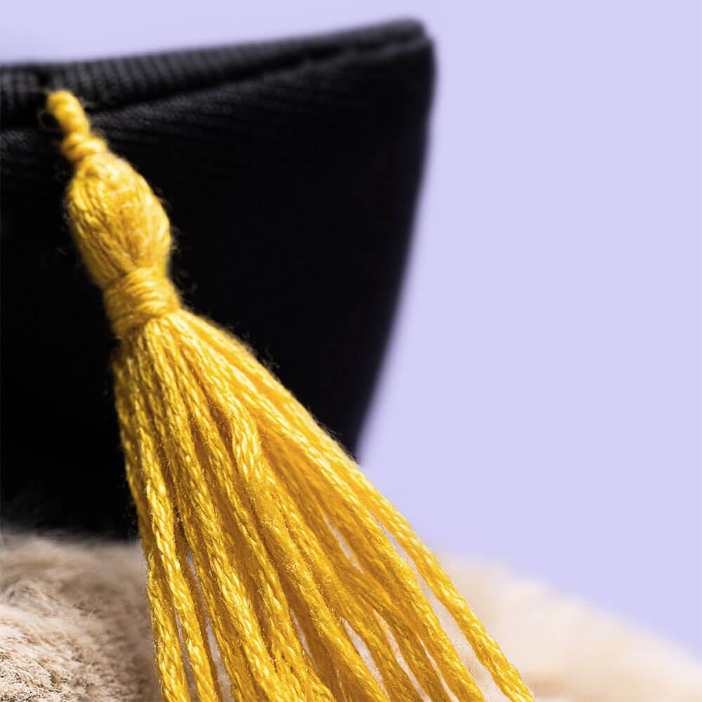Bashful Bunny Graduation Outfit